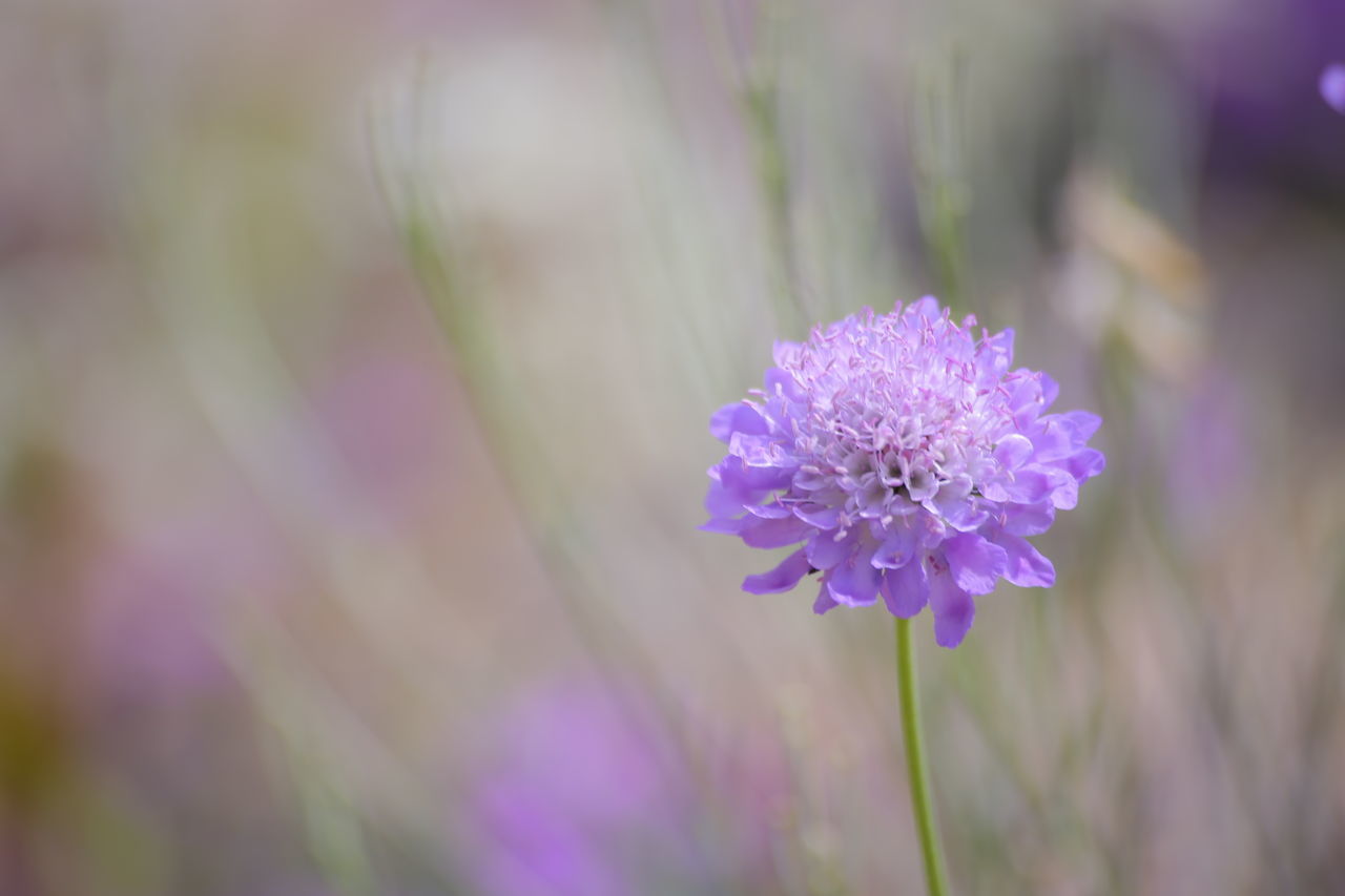 flower, fragility, purple, freshness, nature, beauty in nature, flower head, petal, growth, blooming, plant, outdoors, day, close-up, no people