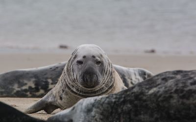 Helgoland seal