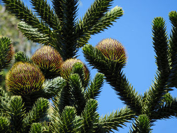 Low angle view of palm tree against sky