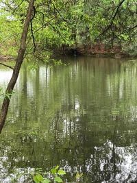 Scenic view of lake in forest