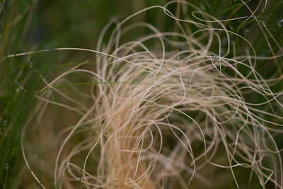 Close-up of crops on field