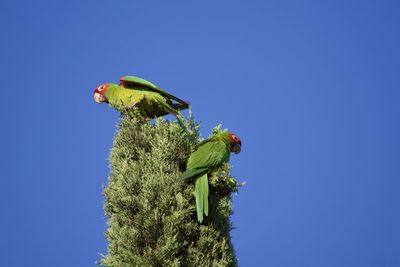 Low angle view of parrot on tree against clear blue sky