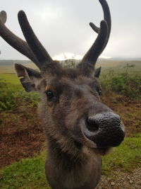 Close-up of deer on field