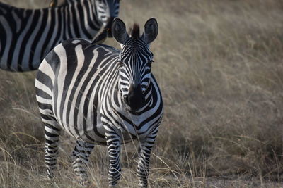 Zebras standing in a field