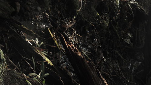 Plants growing in the dark