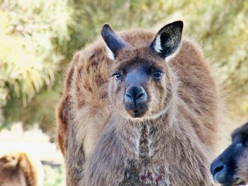 Close-up portrait of a kangaroo 