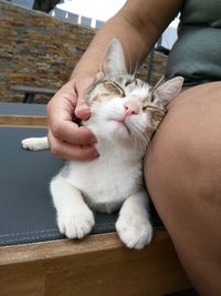 Midsection of person hand holding cat