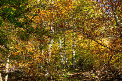 Trees and plants in forest during autumn