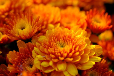 Close-up of yellow flowering plant