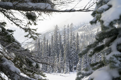 Snow covered trees framed by snowy trees