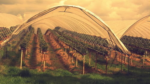 Plants growing in green house