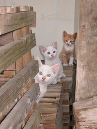 Portrait of cat on wood