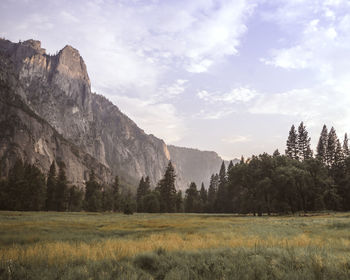 Green and yellow meadow in a pine forest .  eeuu