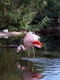 Bird swimming in lake