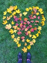 Low section of person standing by leaves on field