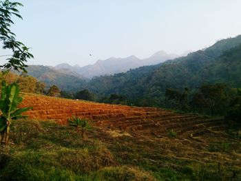 Scenic view of field against clear sky