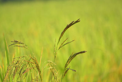 Close-up of stalks in field