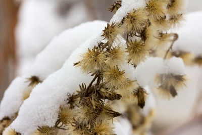 Natural dry flowers covered with fluffy white snow.