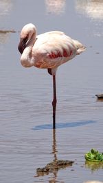 Close-up of duck in lake