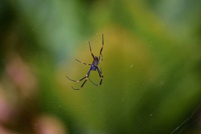 Close-up of spider on web