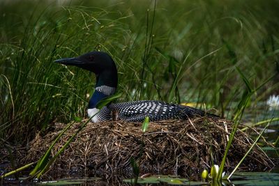 Close-up of bird perching on grass