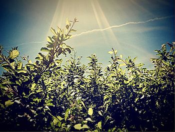 Low angle view of plants against clear sky