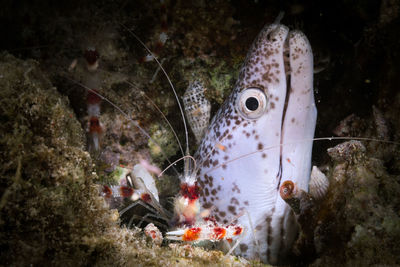 Close-up of fish swimming in sea