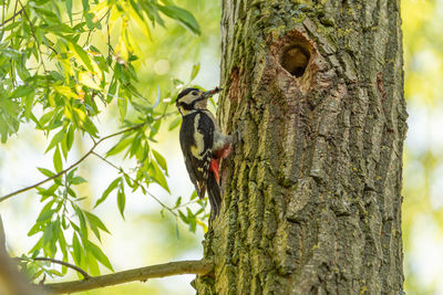 Close-up of a bird perching on tree trunk