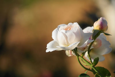 Close-up of blooming white roses by natural light