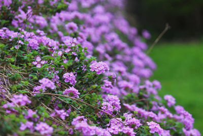 Close-up of purple flowering plant in field