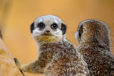 Close-up portrait of an animal