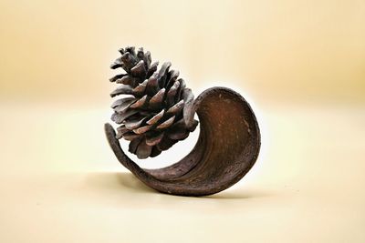 Close-up of pine cone on table