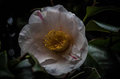 Close-up of flower