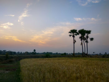 Scenic view of palm trees on field against sky at sunset