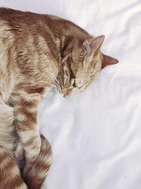 Close-up of a sleeping cat