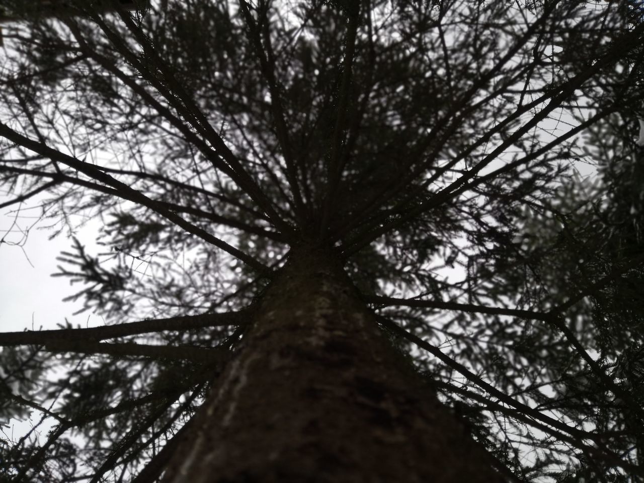 LOW ANGLE VIEW OF TREES