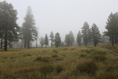 Trees on landscape against clear sky