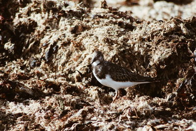 Close-up of bird perching outdoors