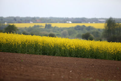 View of oilseed rape field