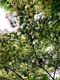 Low angle view of tree in spring