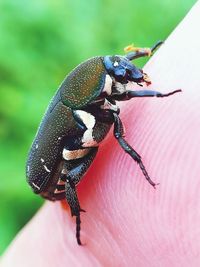 Close-up of insect on hand