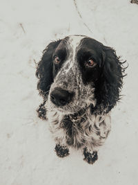 High angle portrait of black dog