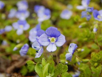 Close-up of purple flowers blooming