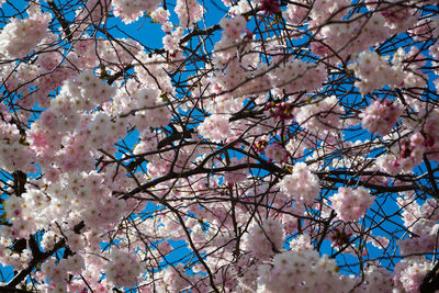 Low angle view of white flowers blooming on tree