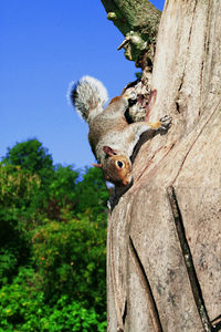 Close-up of squirrel on tree trunk