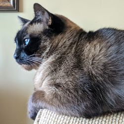 Close-up of a cat looking away