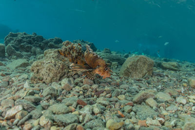 Fish swimming in sea