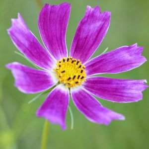 Close-up of purple flower