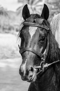 Close-up of a horse