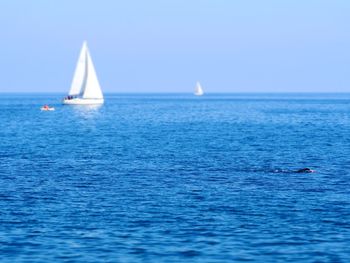 Sailboat sailing in sea against clear sky